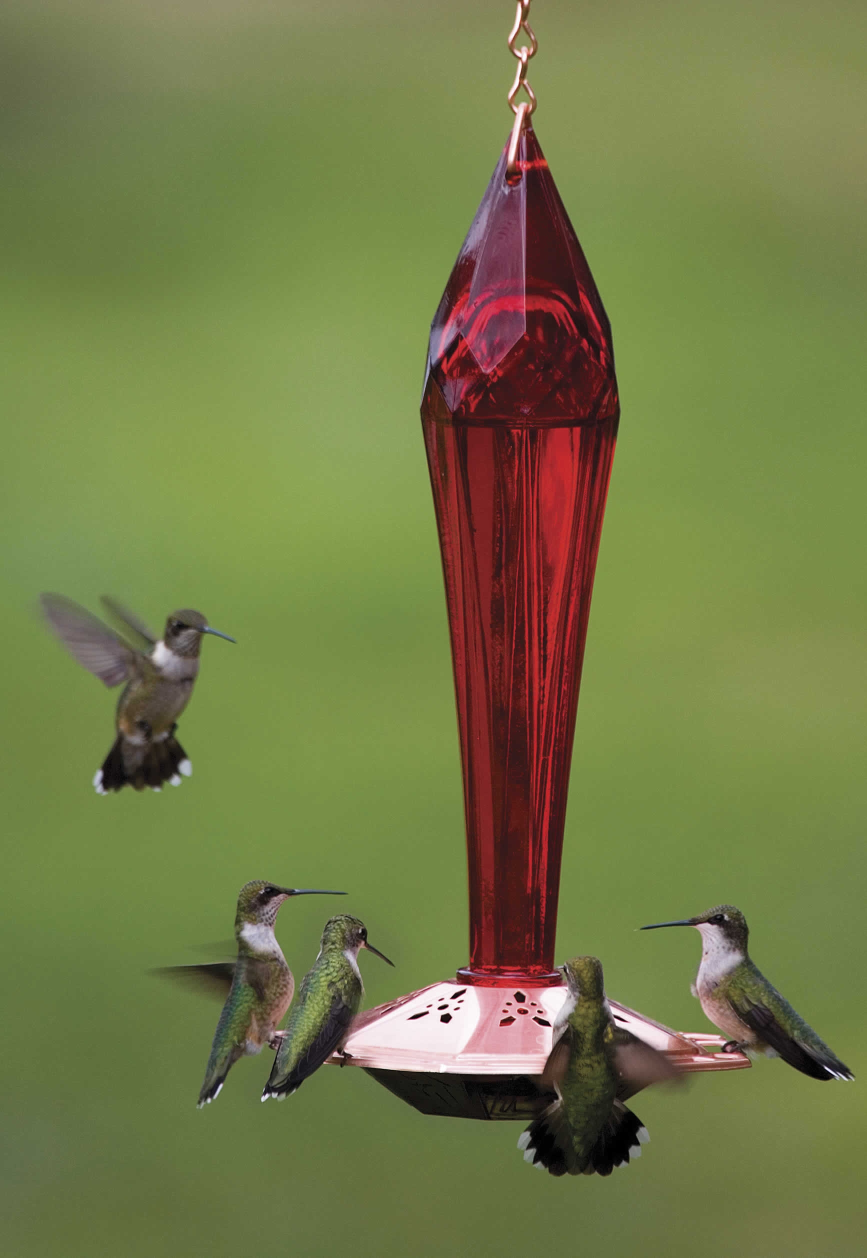 Ruby Red Hummingbird Feeder